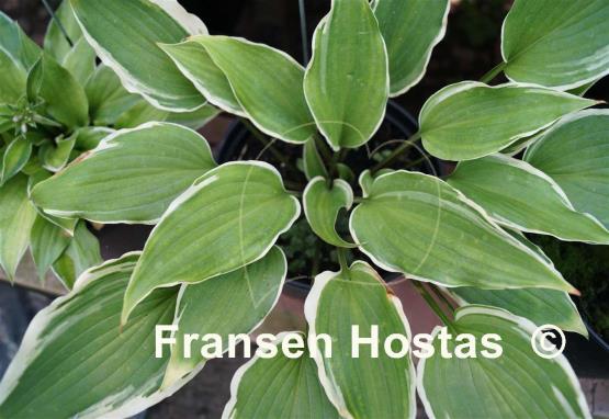 Hosta Fall Dazzler